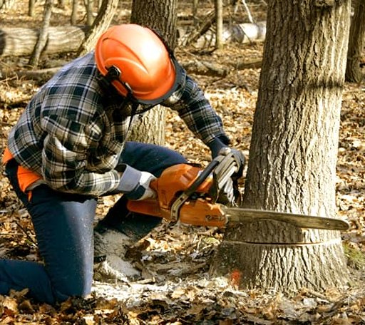 Tree Removal in Cornell, IL